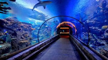 This image is used for Shark Reef Aquarium link button